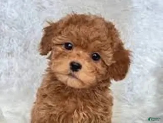 Toy Poodle dogs April - Ad 16