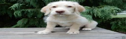Labradoodle dogs for sale: Denver - Ad 3