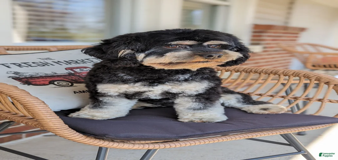 Gallery Image {{count}}