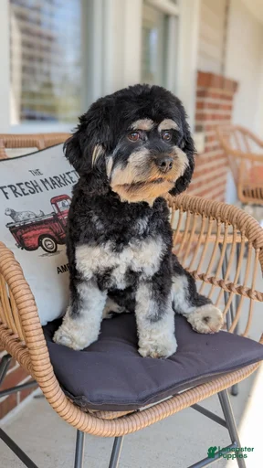 Gallery Image {{count}}