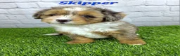 Mini Bernedoodle dogs for sale: Skipper  - Ad 6