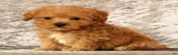 Havapoo dogs for sale: Keith - Ad 3