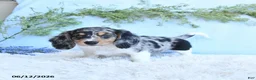Miniature Dachshund dogs for sale: Kendon - Ad 3