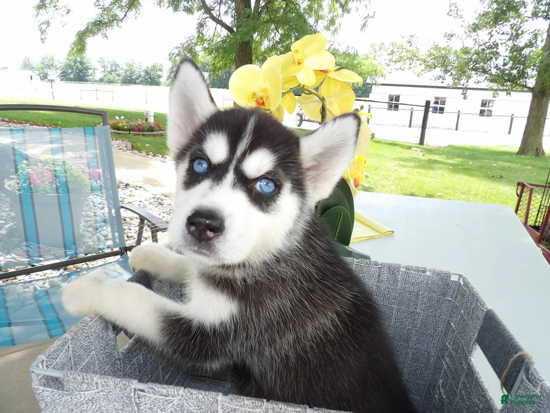 Gallery Image {{count}}