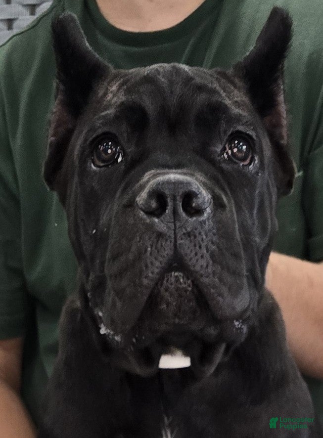Cane Corso dogs White Girl  - Ad 2
