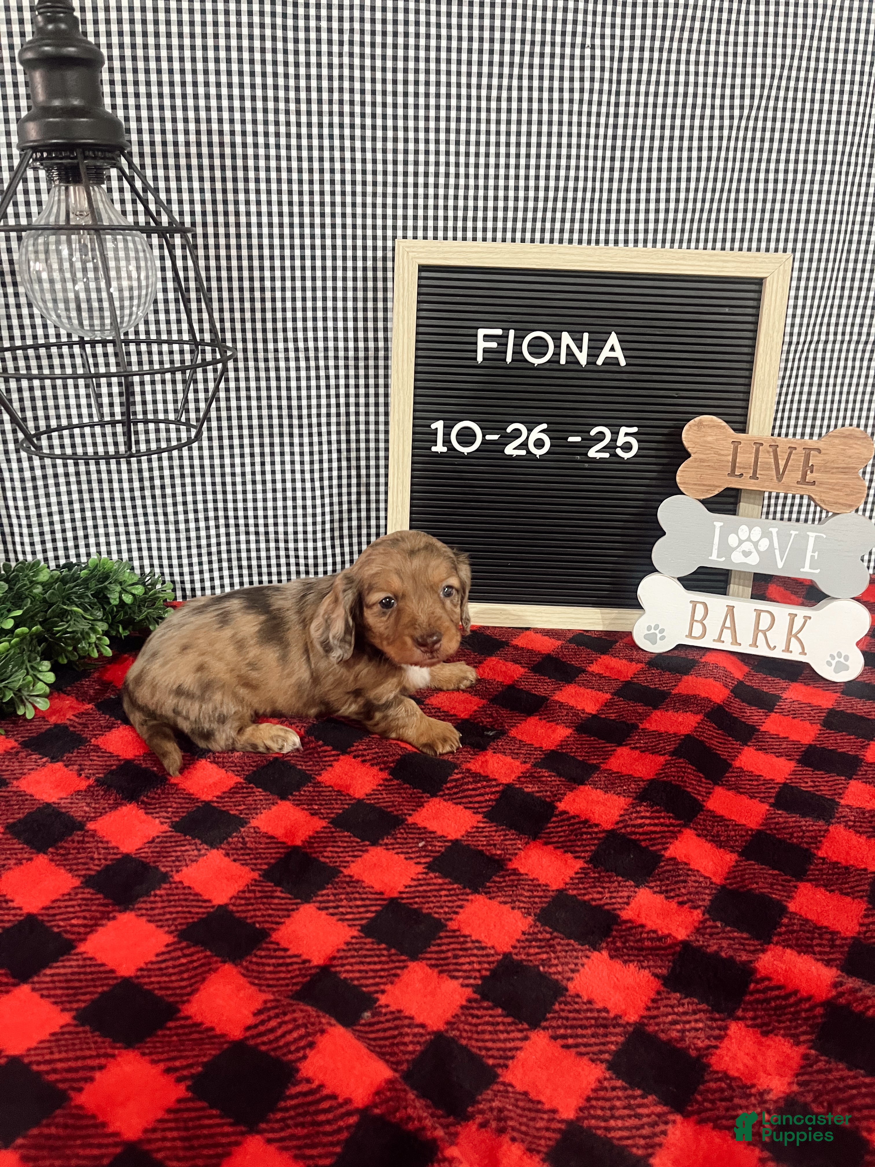 Dachshund dogs Fiona - Ad 13