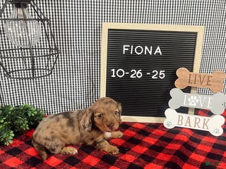 Dachshund dogs Fiona - Ad 13