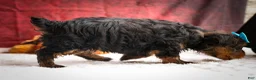 Yorkshire Terrier dogs for sale: DEXTER - Ad 18