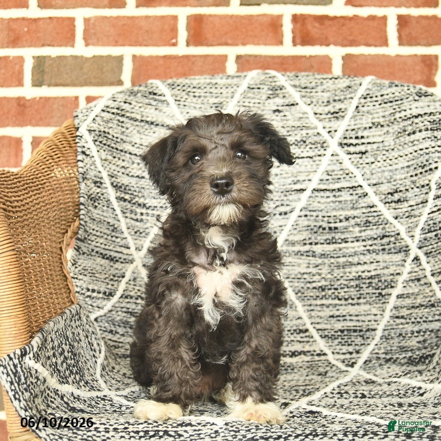 Schnoodle dogs Baxter - Ad 1