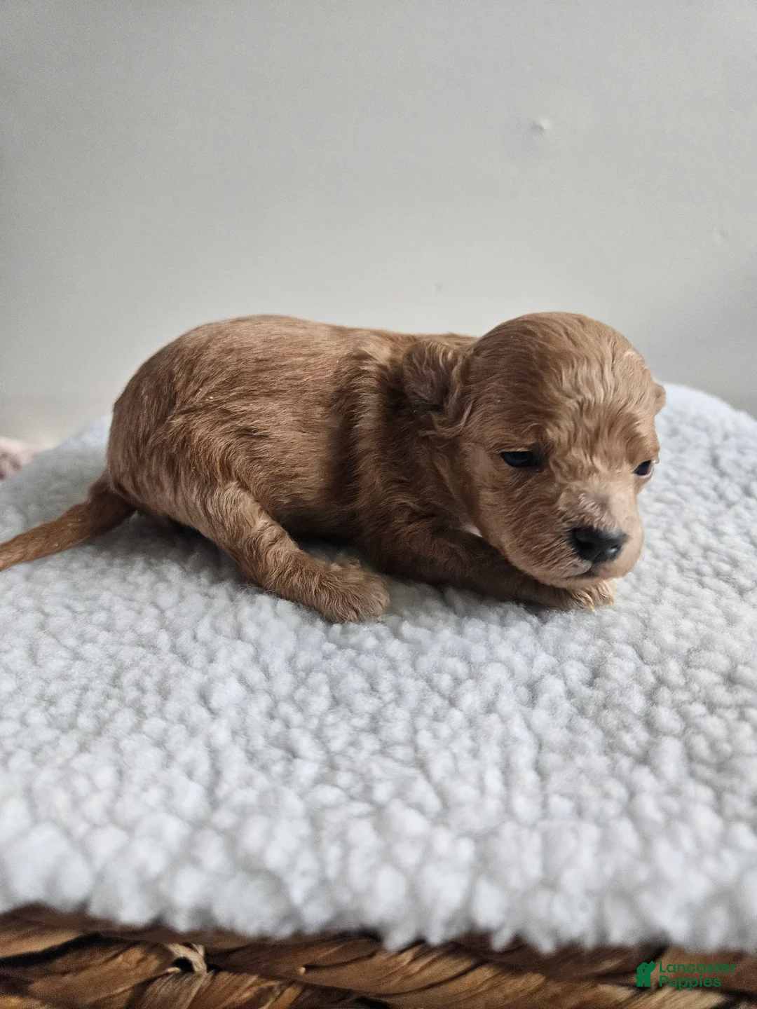 Bichpoo dogs for sale: Buster  - Ad 2