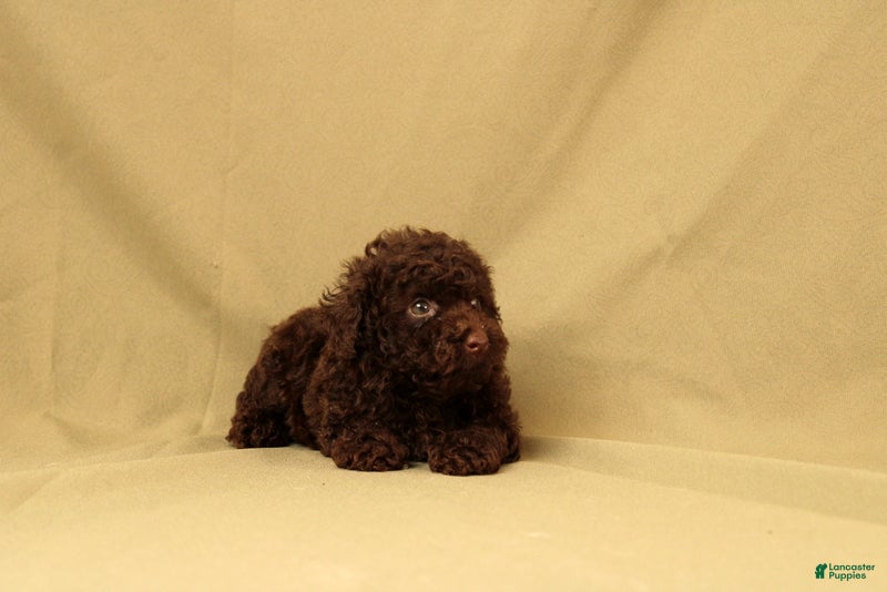 Toy Poodle dogs for sale: Rudoplh - Ad 2