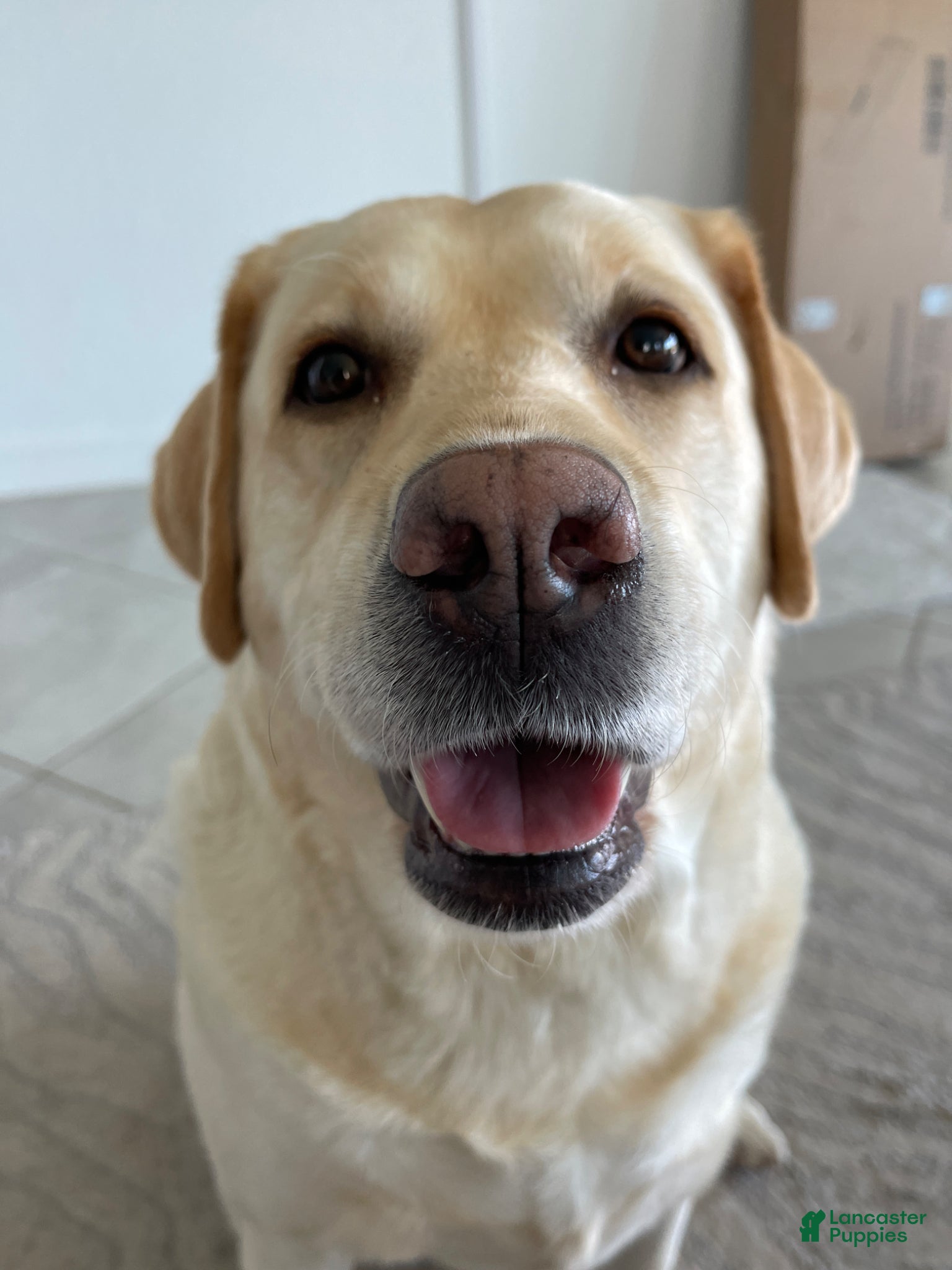 Labrador Retriever dogs for sale: Labrador Retriever Puppy -LUNA - Ad 2