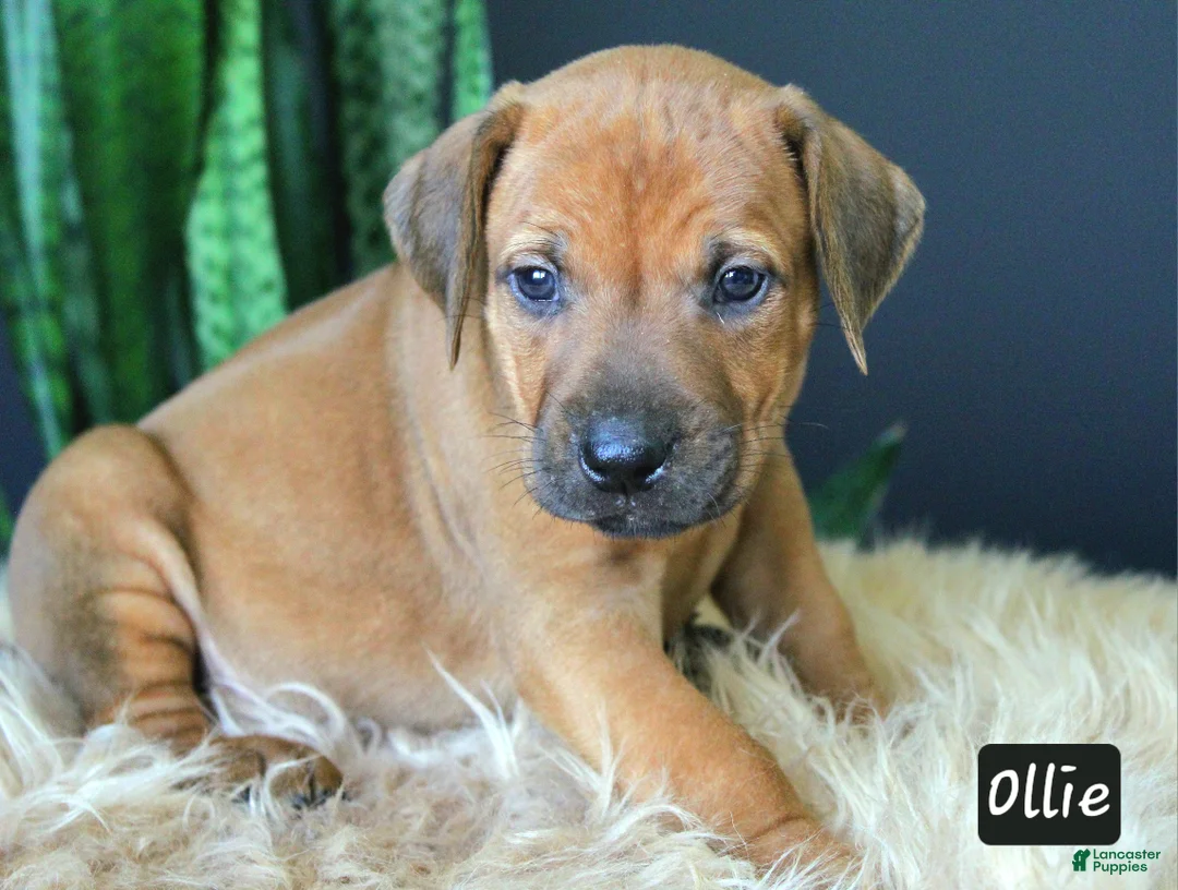 Rhodesian Ridgeback dogs for sale: Ollie - Ad 1