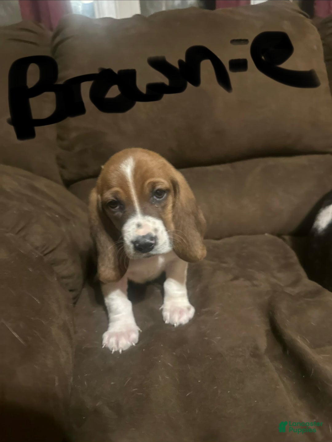 Basset Hound dogs for sale: Brownie - Ad 3