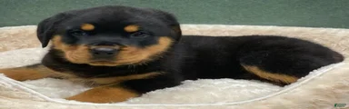Rottweiler Puppy 3