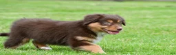 Australian Shepherd dogs for sale: Alice - Ad 3