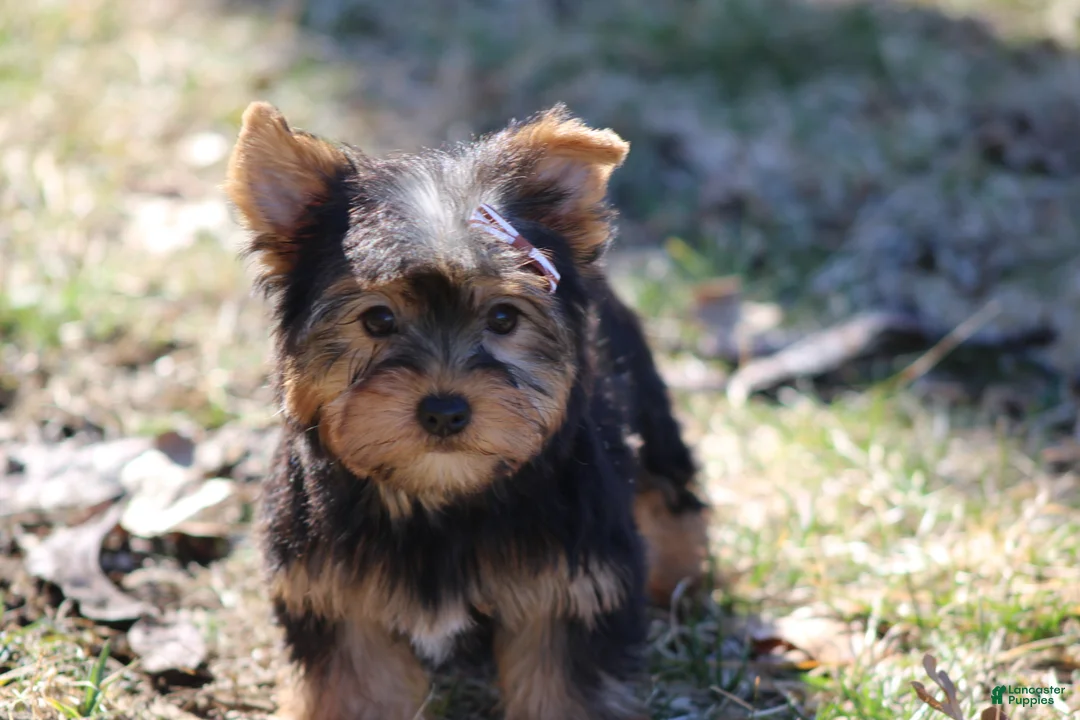 Yorkshire Terrier dogs for sale: Destiny - Ad 6