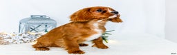 Cavalier King Charles Spaniel dogs for sale: Candy Cane - Ad 1
