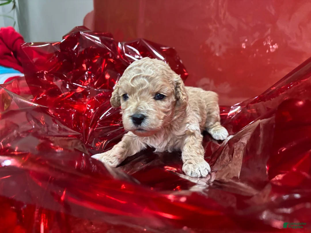 Cockapoo dogs for sale: Moochi - Ad 2