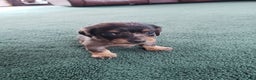 Miniature Dachshund dogs for sale: Samantha  - Ad 2