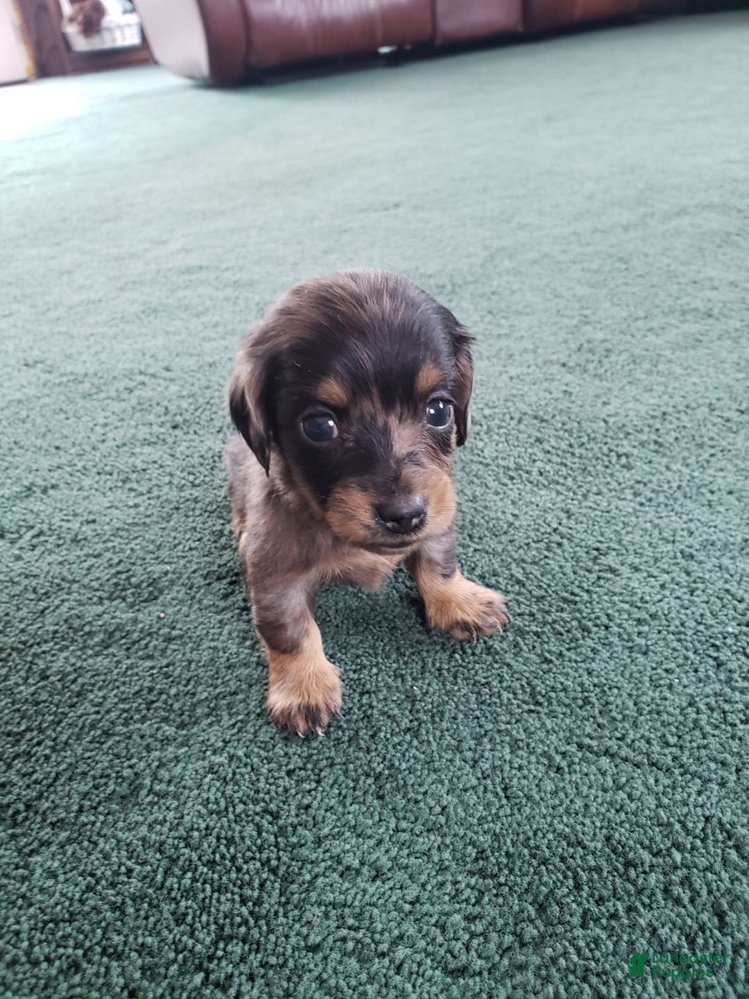 Miniature Dachshund dogs for sale: Samantha  - Ad 2