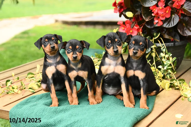 Gallery Image {{count}}