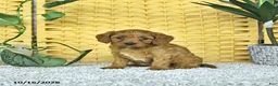 Cavapoo dogs for sale: Dahlia - Ad 3