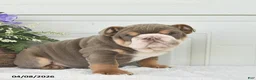 English Bulldog dogs for sale: Zelda - Ad 4