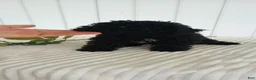 Mini Goldendoodle dogs for sale: Miss Waves - Ad 3
