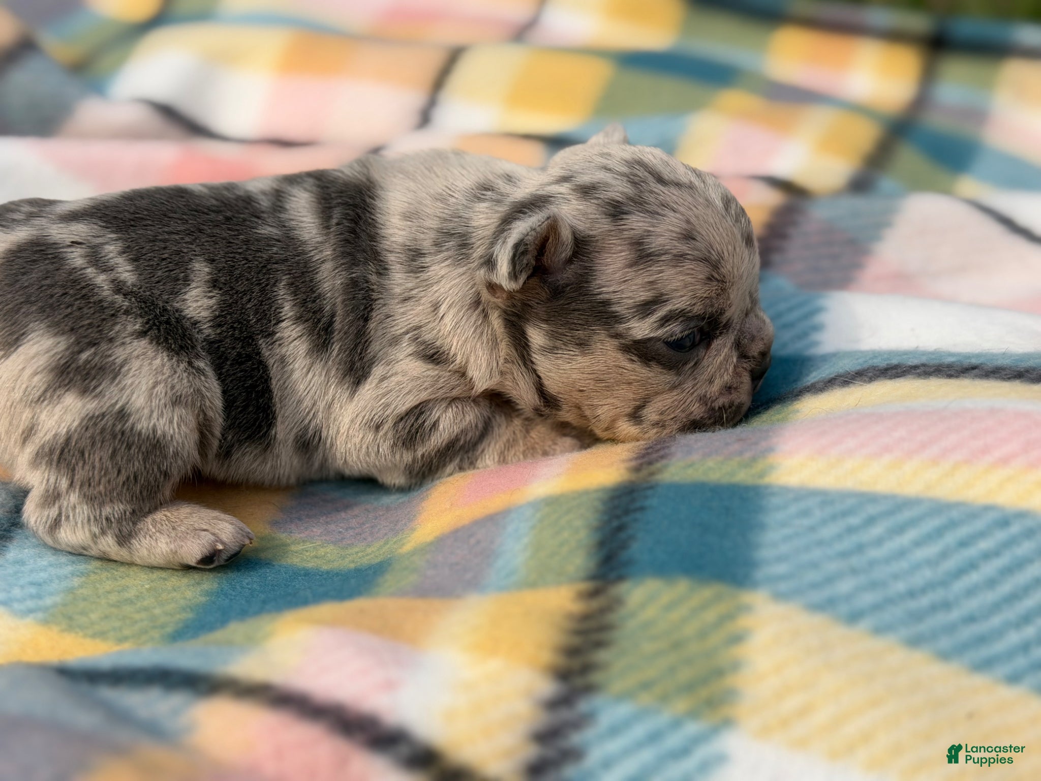 Mixed Breed dogs Zues Merle and tan 88/12 ICA- DNA parents imported bloodline possible fluffy carrier  - Ad 1