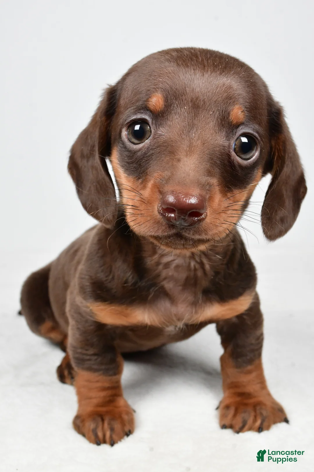 Miniature Dachshund dogs for sale: Harley - Ad 3