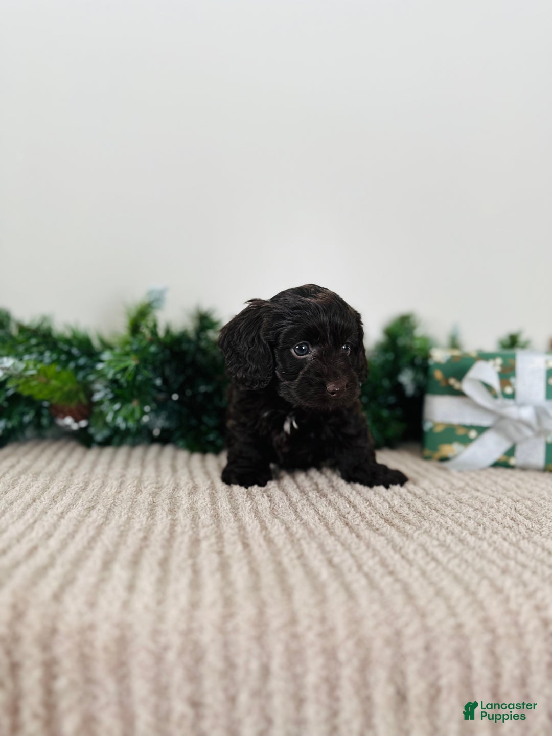 Mixed Breed dogs for sale: Rudolph - Ad 8