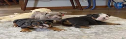 English Bulldog dogs for sale: Loverboy - Ad 5
