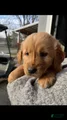 Golden Retriever Puppy 3