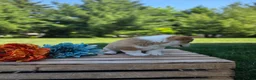 Welsh Corgi Pembroke dogs for sale: Peanut - Ad 3