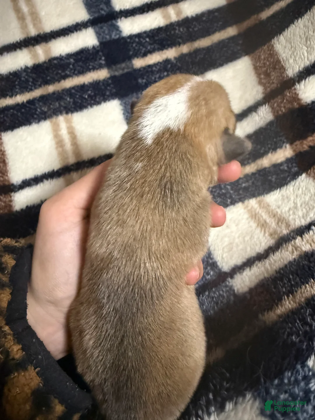 Welsh Corgi Pembroke dogs for sale: Welsh Corgi Pembroke Puppy 3 - Ad 2