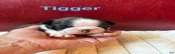 Boston Terrier dogs for sale: TiggerBoston Terrier 2 - Ad 8