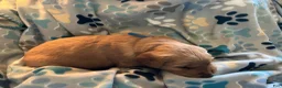 Golden Retriever dogs for sale: Blue - Ad 3