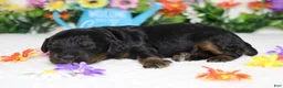 Cockapoo dogs for sale: Gelato - Ad 7