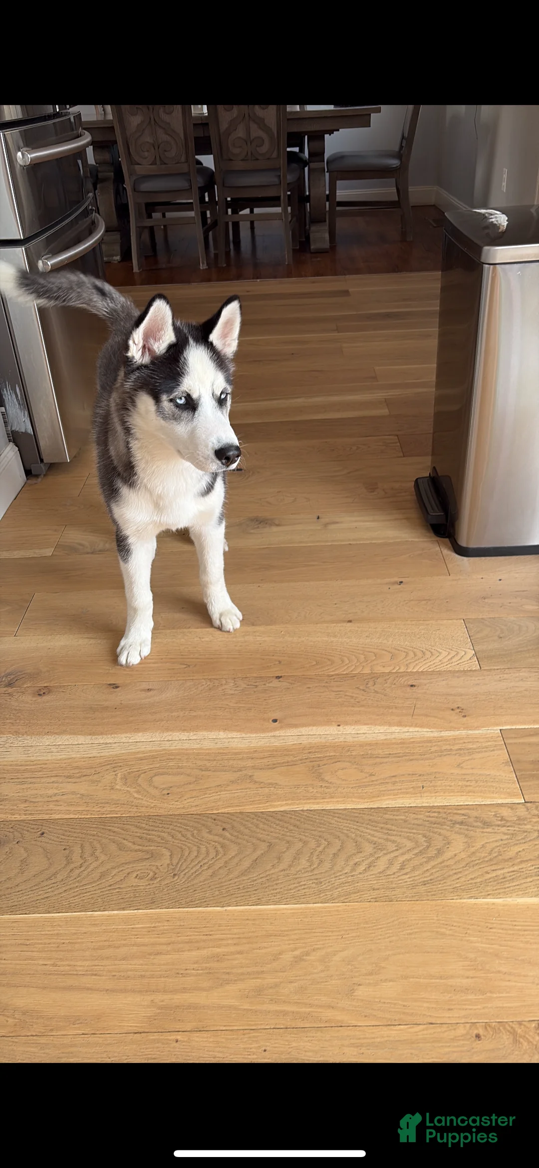 Siberian Husky dogs for sale: Siberian Husky Puppy 1 - Ad 2