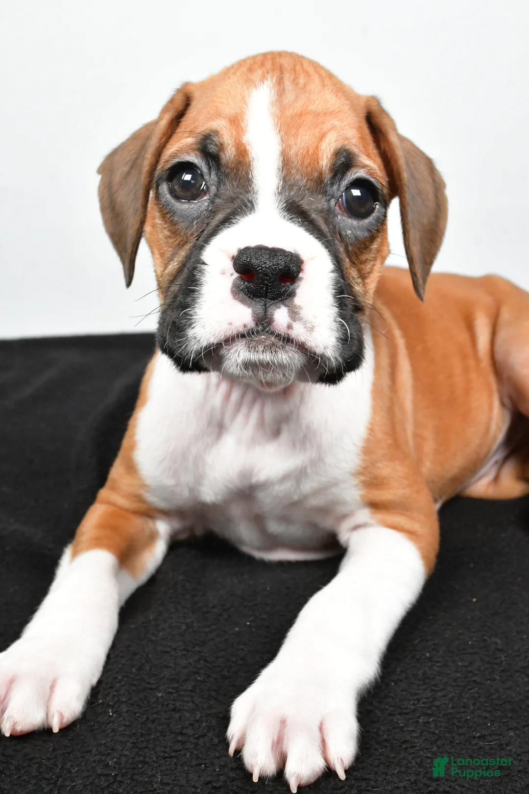 Boxer dogs for sale: Tina - Ad 1