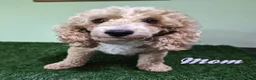 Miniature Poodle dogs for sale: Mercedes - Ad 8