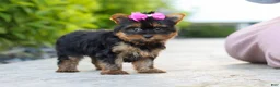Yorkshire Terrier dogs for sale: Lola - Ad 8