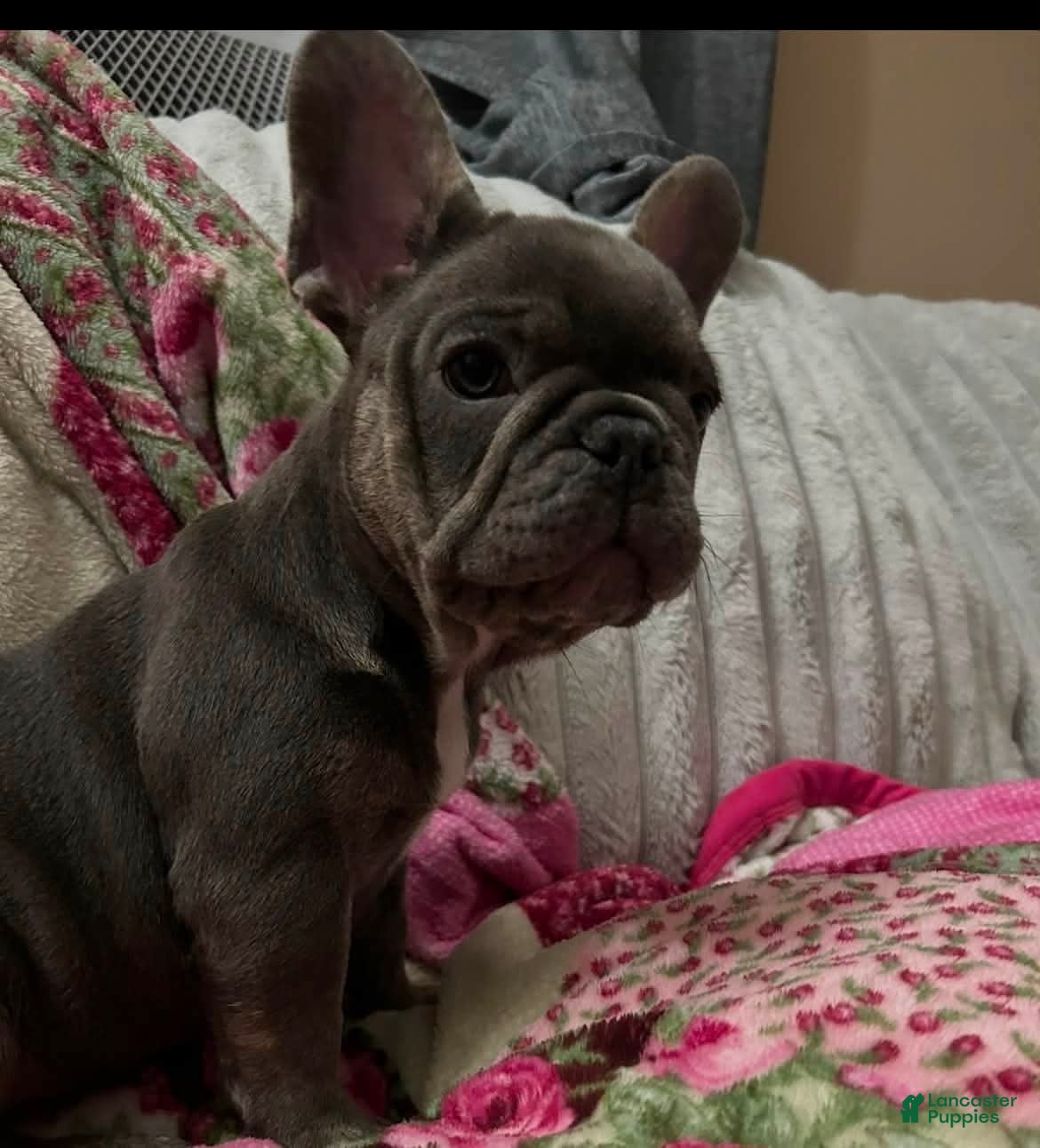 French Bulldog dogs Blu  - Ad 31
