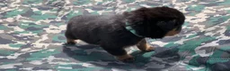 Rottweiler dogs for sale: Teal Female - Ad 4