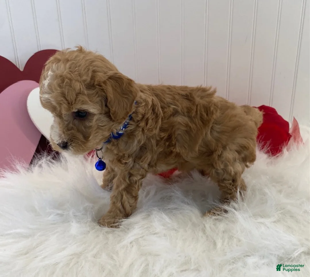 Toy Poodle dogs for sale: Frisco - Ad 5
