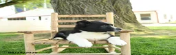 Mixed Breed dogs for sale: Oreo - Ad 5