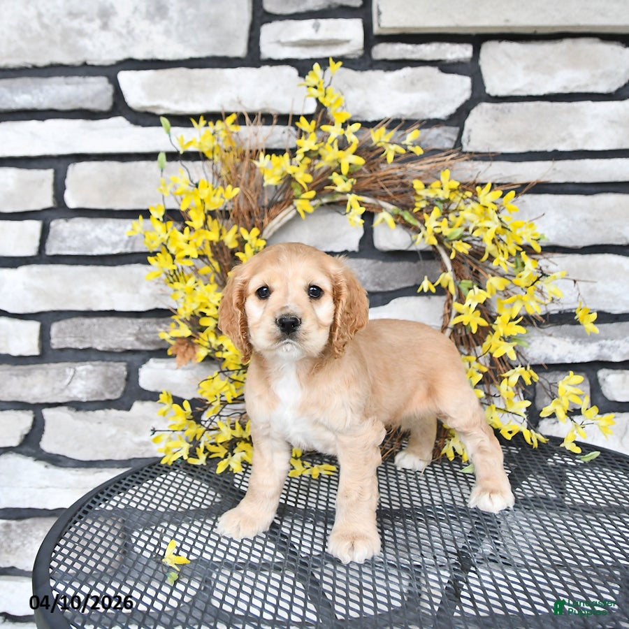 English Cocker Spaniel dogs Kaiser - Ad 2