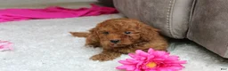 Cavapoochon dogs for sale: Monica - Ad 6