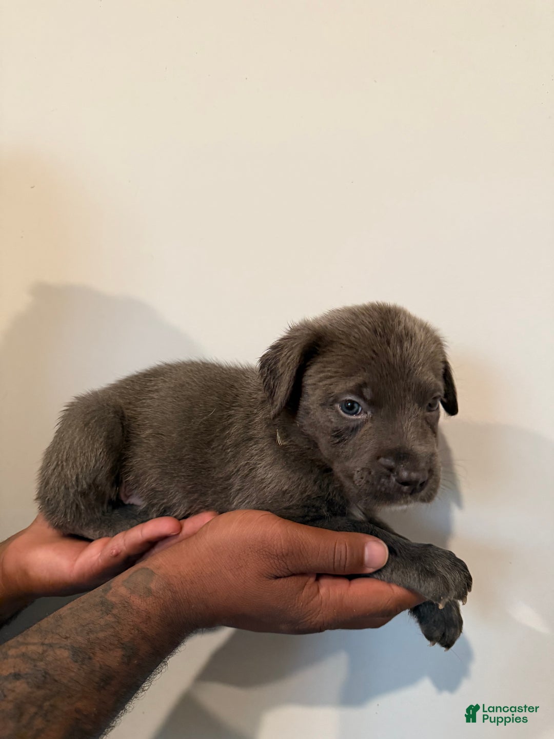 Cane Corso dogs for sale: Thanos - Ad 4